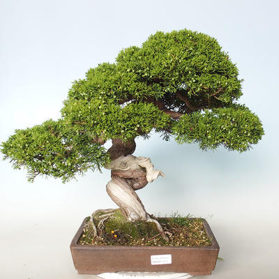 Bonsai im Freien - Juniperus chinensis Itoigava-chinesischer Wacholder - 1