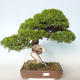 Bonsai im Freien - Juniperus chinensis Itoigava-chinesischer Wacholder - 1/5
