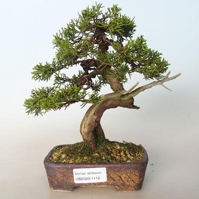 Bonsai im Freien - Juniperus chinensis Itoigava-chinesischer Wacholder - 1