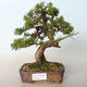 Bonsai im Freien - Juniperus chinensis Itoigava-chinesischer Wacholder - 1/4