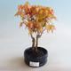 Bonsai im Freien - Acer palmatum Orange - 1/2