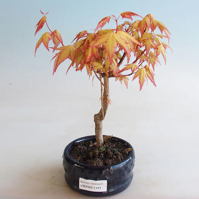 Bonsai im Freien - Acer palmatum Orange - 1