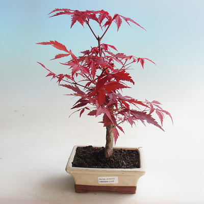Outdoor Bonsai - Acer Palme. Atropurpureum-Ahorn - 1