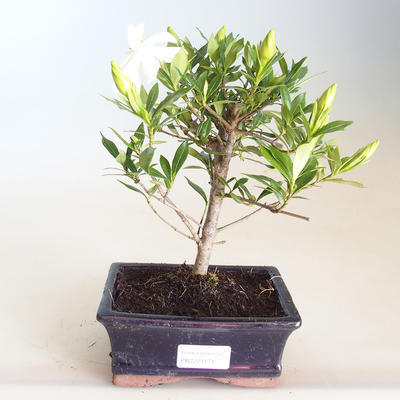Innenbonsai - Gardenia jasminoides-Gardenia PB2201171 - 1