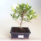 Innenbonsai - Gardenia jasminoides-Gardenia PB2201171 - 1/2