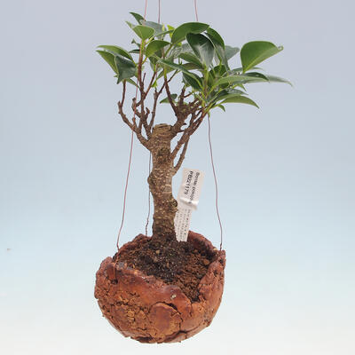Kokedama in Keramik - kleinblättriger Ficus - Ficus kimmen - 1