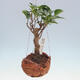 Kokedama in Keramik - kleinblättriger Ficus - Ficus kimmen - 1/2