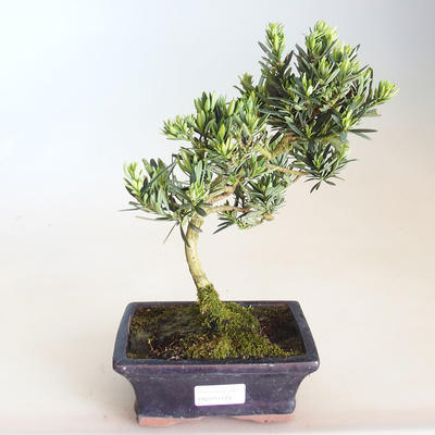 Indoor Bonsai - Podocarpus - Stein Eibe PB2201179 - 1