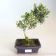 Indoor Bonsai - Podocarpus - Stein Eibe PB2201179 - 1/2