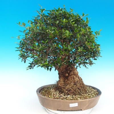 Innenbonsais - Olea europaea sylvestris - oliva europäisches kleines - 1