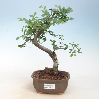 Indoor Bonsai - Ulmus parvifolia - Kleine Blattulme - 1