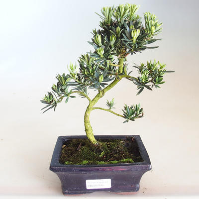 Indoor Bonsai - Podocarpus - Stein Eibe PB2201186 - 1