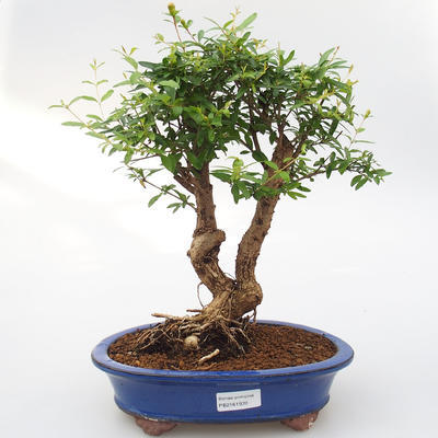 Zimmer bonsai-PUNICA granatum nana-Granatapfel - 1