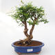 Zimmer bonsai-PUNICA granatum nana-Granatapfel - 1/3