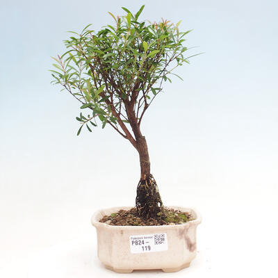 Zimmer Bonsai - Syzygium - Pimentovník - 1