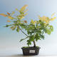 Bonsai-Quercus robur-Sommereiche im Freien - 1/2
