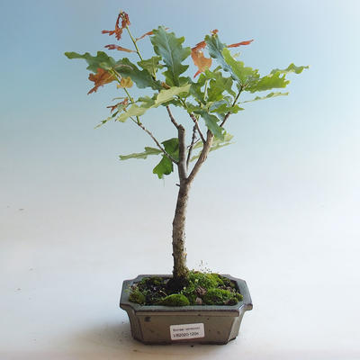 Bonsai-Quercus robur-Sommereiche im Freien - 1