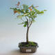 Bonsai-Quercus robur-Sommereiche im Freien - 1/2