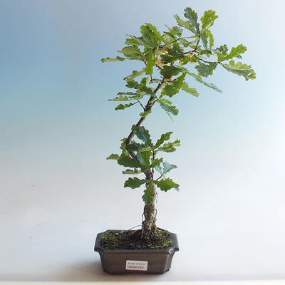 Bonsai-Quercus robur-Sommereiche im Freien - 1
