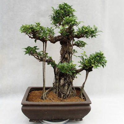 Innenbonsai - Ficus kimmen - kleiner Blattficus PB2191216 - 1