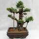 Innenbonsai - Ficus kimmen - kleiner Blattficus PB2191216 - 1/6