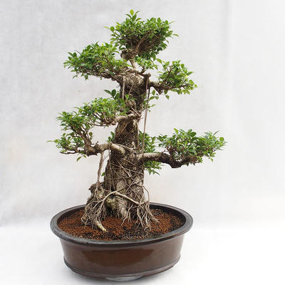 Indoor Bonsai - Ficus kimmen - kleiner Blattficus PB2191217 - 1