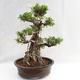 Indoor Bonsai - Ficus kimmen - kleiner Blattficus PB2191217 - 1/6