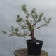 Yamadori - Pinus sylvestris - Waldkiefer - 1/4