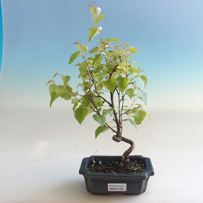 Bonsai im Freien - Betula verrucosa - Weiße Birke