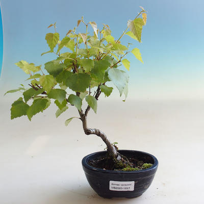 Bonsai im Freien - Betula verrucosa - Weiße Birke