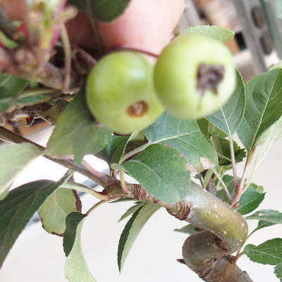 Bonsai im Freien - Malus halliana - Apfelbaum mit kleinen Früchten - 1