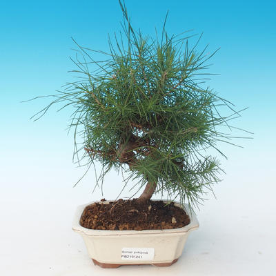 Indoor Bonsai-Pinus halepensis-Aleppo Kiefer 405-PB2191241