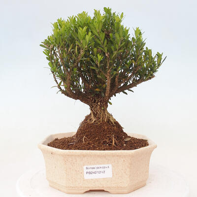 Zimmerbonsai - Buxus harlandii - Korkbuchsbaum - 1