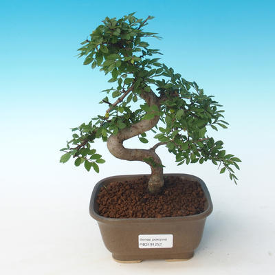 Indoor Bonsai - Ulmus parvifolia - Kleine Blattulme 405-PB2191252 - 1