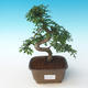 Indoor Bonsai - Ulmus parvifolia - Kleine Blattulme 405-PB2191252 - 1/3