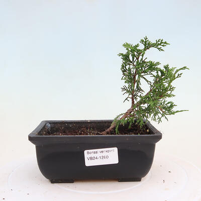 Bonsai im Freien - Juniperus chinensis ITOIGAWA - Chinesischer Wacholder