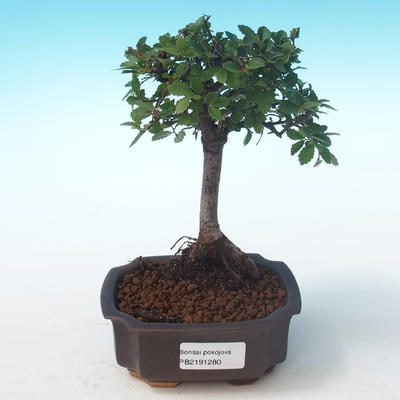 Indoor Bonsai-Ulmus Parvifolia-Kleine Blattulme PB2191280