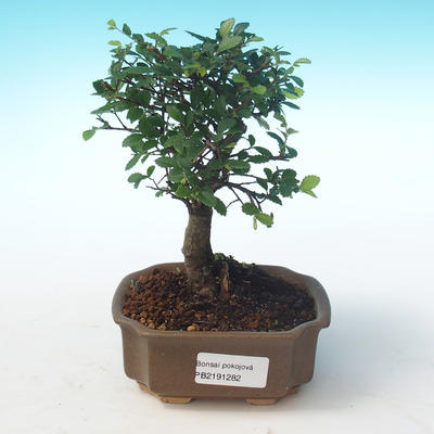 Indoor Bonsai-Ulmus Parvifolia-Kleine Blattulme PB2191282