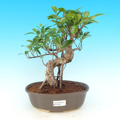 Zimmer Bonsai - malolistý Ficus - 1