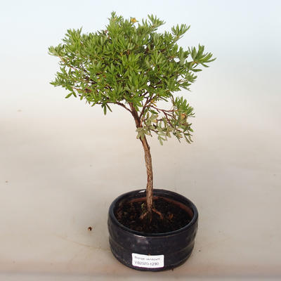 Bonsai-Cinquefoil im Freien - Dasiphora fruticosa gelb - 1