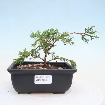 Bonsai im Freien - Juniperus chinensis ITOIGAWA - Chinesischer Wacholder