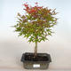 Bonsai im Freien - Acer palmatum Beni Tsucasa - Palmahorn - 1/4
