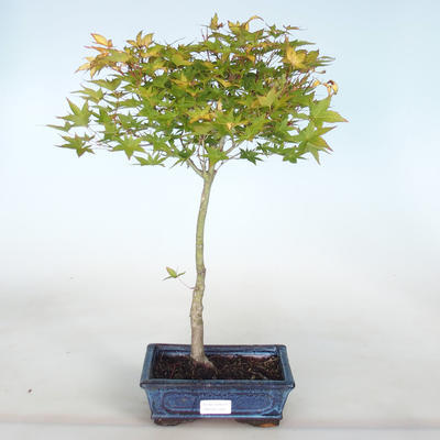 Bonsai im Freien - Acer palmatum Beni Tsucasa - Palmahorn - 1