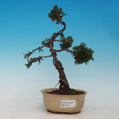 Cypress obtusa VB13131 - 1