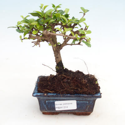 Zimmerbonsai - Carmona macrophylla - Fuki-Tee - 1