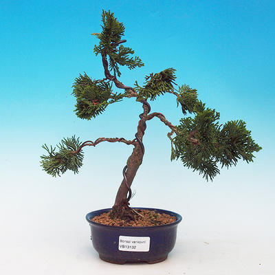 Cypress obtusa VB13132 - 1