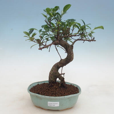 Indoor-Bonsai - Ficus retusa - kleinblättriger Ficus