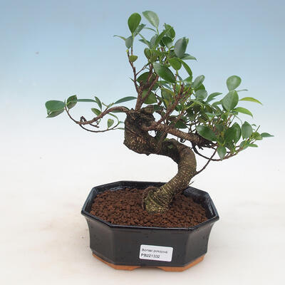 Indoor-Bonsai - Ficus retusa - kleinblättriger Ficus
