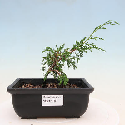 Bonsai im Freien - Juniperus chinensis ITOIGAVA - Chinesischer Wacholder