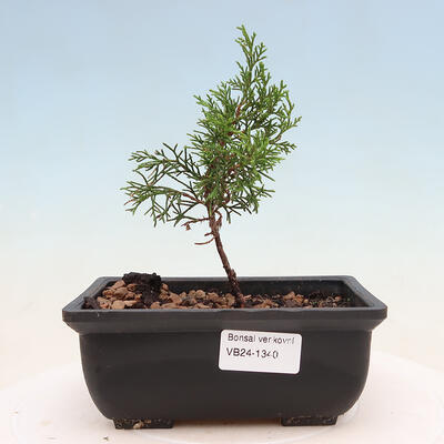 Bonsai im Freien - Juniperus chinensis ITOIGAVA - Chinesischer Wacholder